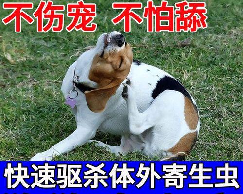 如何有效除虫和杀跳蚤（宠物健康）