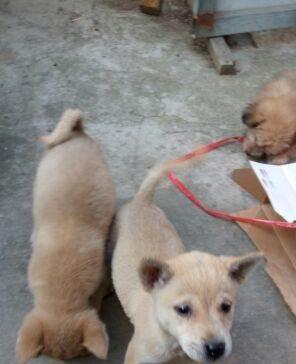 纯种中华田园犬价格及养护知识（了解中华田园犬）