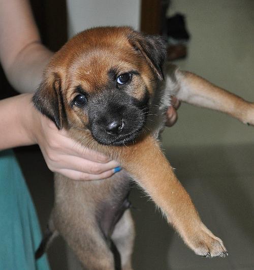 纯种中华田园犬价格及养护知识（了解中华田园犬）