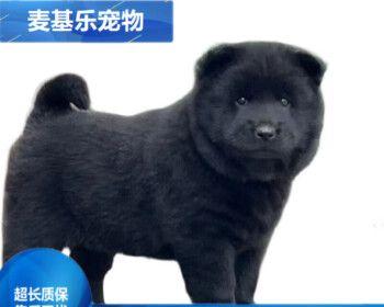 纯种中华田园犬价格及养护知识（了解中华田园犬）