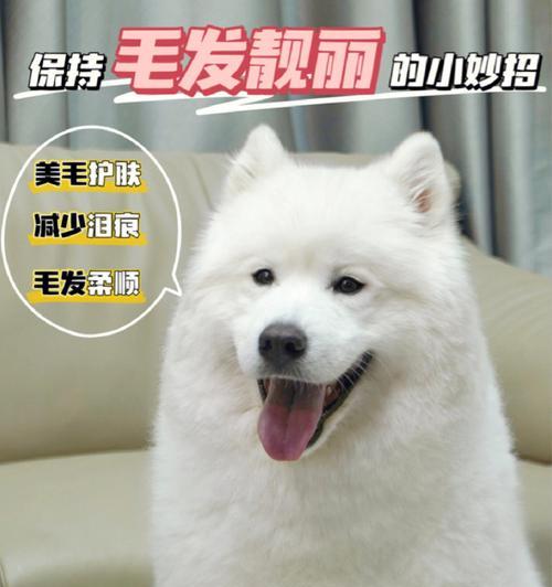 大白熊成年期应该以什么狗粮为主（宠物主人必看）
