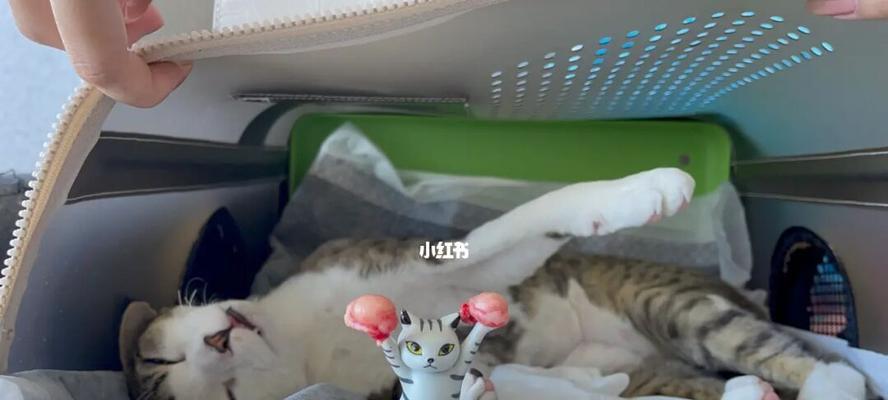 冬天无暖气怎样养护宠物猫