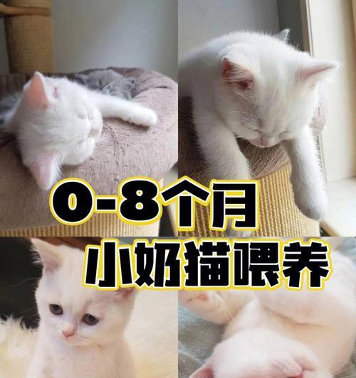 冬天无暖气怎样养护宠物猫