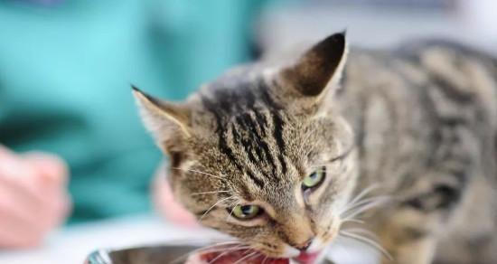 二个月小猫吃什么（宠物猫咪饮食指南及注意事项）