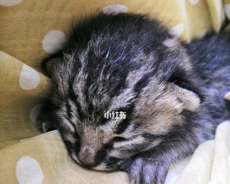 猫咪的断奶时期（初生猫咪的喂养）