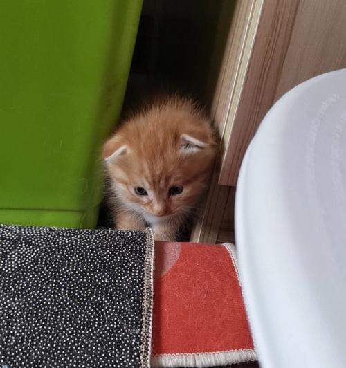 小猫母猫没奶，该怎么办（宠物猫初为人父母）