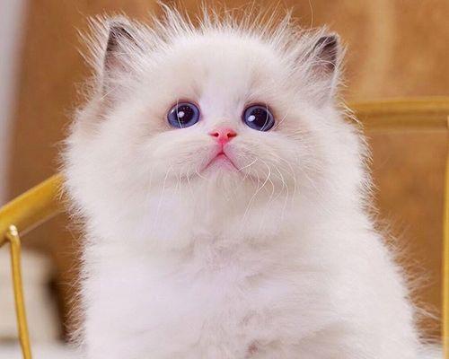 小猫母猫没奶，该怎么办（宠物猫初为人父母）