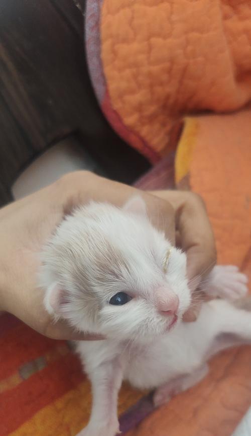 小猫食欲不振，该如何解决（以正确的喂养方式帮助小猫重拾食欲）