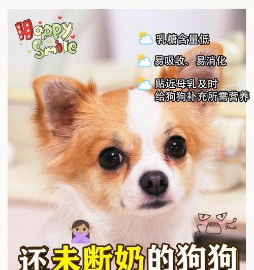 小狗断奶后不吃狗粮，怎么办（宠物主人必看）