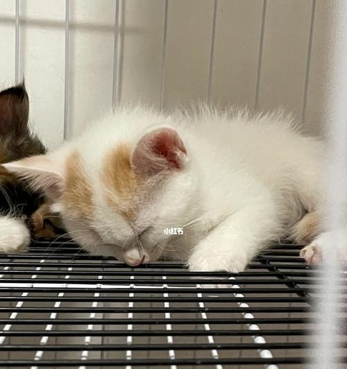 如何喂养刚出生的猫咪（详细解析宠物猫咪的喂养方法）