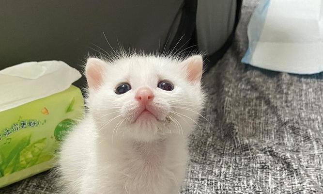以刚刚满月的小猫怎么养（从宠物初体验到小猫快乐成长）