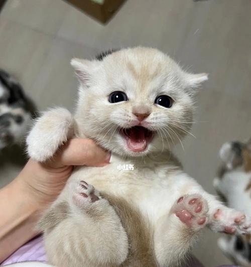 以刚刚满月的小猫怎么养（从宠物初体验到小猫快乐成长）
