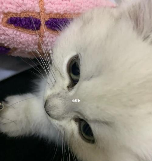 初养猫咪必知——新猫咪为何频繁打喷嚏（揭秘初养猫咪为何频繁打喷嚏的原因及解决方法）