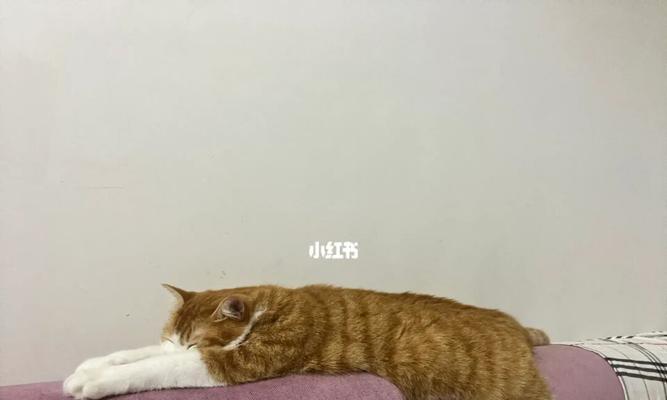 高温天气下猫咪饮食问题解决方法（应对高温）