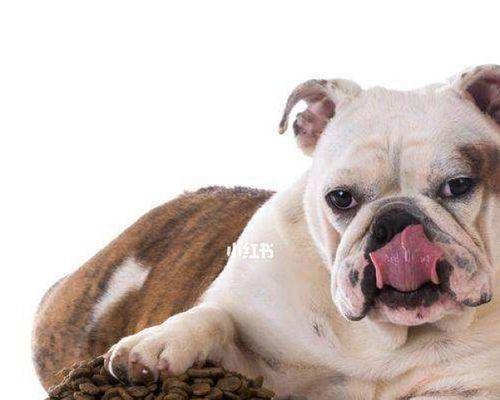 宠物爱犬，如何选购不臭的狗粮（如何避免狗粮臭味）