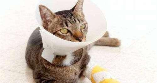 猫咪缝合伤口需要多少钱（了解宠物医疗费用的成本与影响因素）