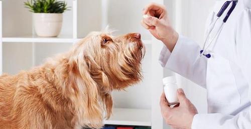 狗便秘呕吐的原因及治疗方法（探讨宠物便秘和呕吐问题）