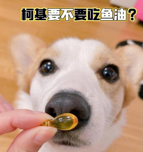 狗吃深海鱼油的好处（宠物的健康福音——深海鱼油的功效与作用）