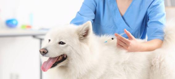 如何应对宠物打过期疫苗的问题（预防宠物疾病）