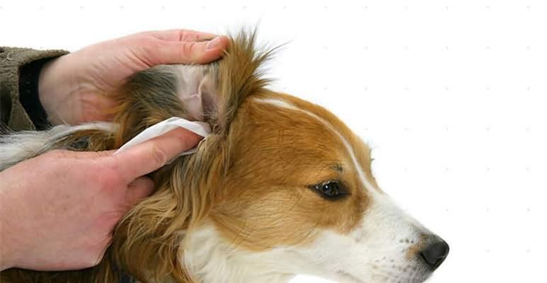 狗的耳朵的作用和保健（宠物主人必读）