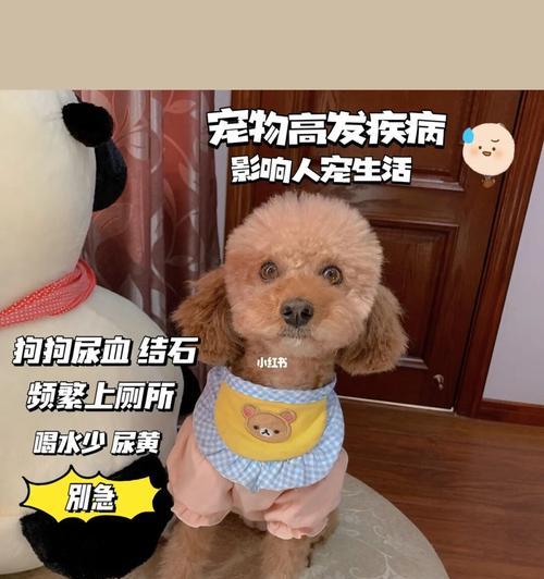 狗结石，如何预防和治疗（宠物狗也有结石症状）