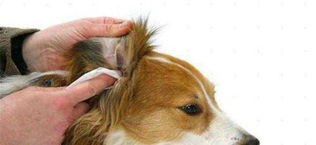 宠物狗的耳朵内脓包问题详解（解决狗狗耳朵内脓包的方法与注意事项）