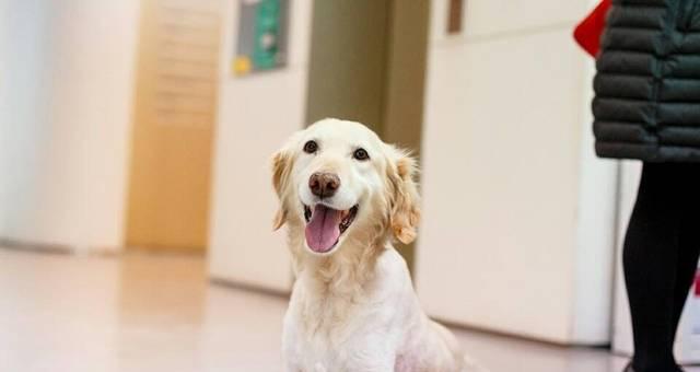 宠物犬癌症的治疗方法（了解宠物犬癌症的风险及如何应对）