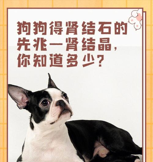 如何预防狗狗膀胱结石（了解狗狗膀胱结石的成因）
