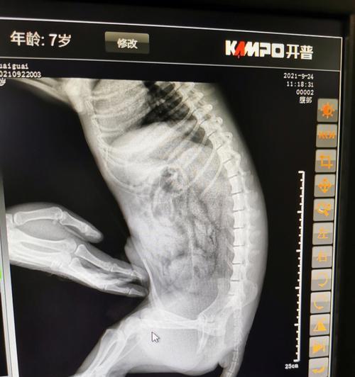 如何预防狗狗膀胱结石（了解狗狗膀胱结石的成因）