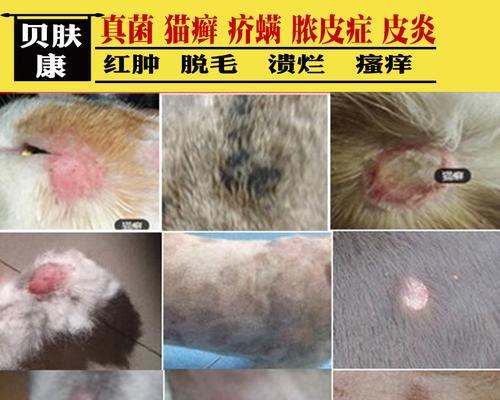狗狗被咬伤有脓该吃什么（宠物养护必备）