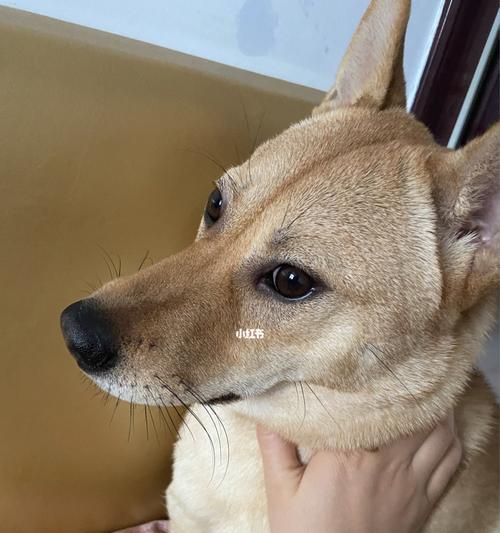 狗狗鼻子流水，原因和应对方法详解（宠物狗狗鼻涕流不停）