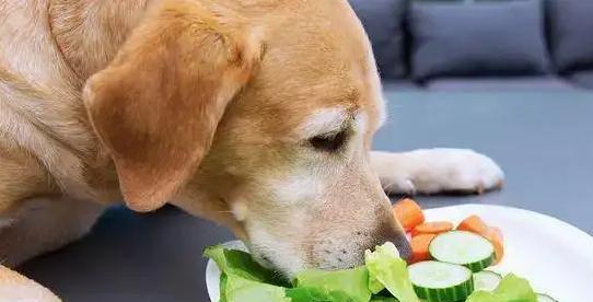 狗狗为何不吃饭（探究宠物狗不吃饭的原因）