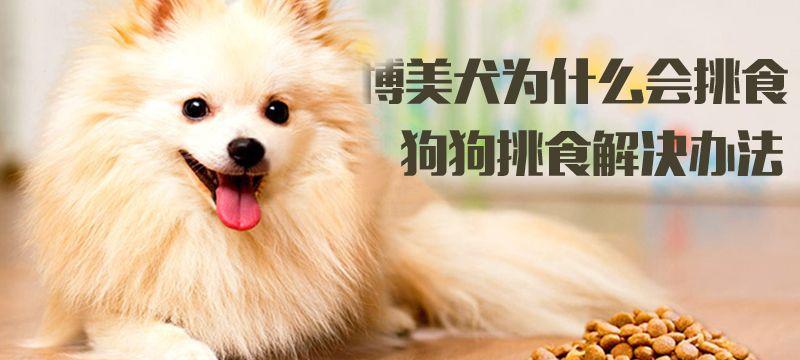 狗狗不吃狗粮怎么办（药物是解决问题的有效途径）