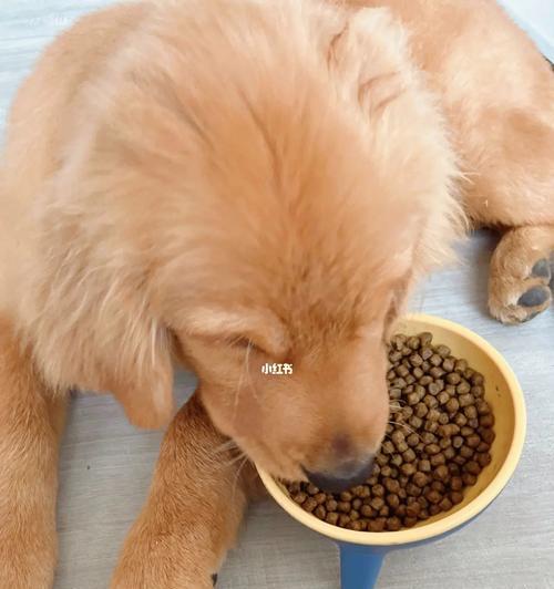 狗狗不喜欢吃饭怎么办（宠物饮食注意事项及调理方法）