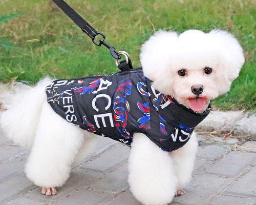 六个月泰迪宠物食谱大全（让你的爱犬营养均衡）