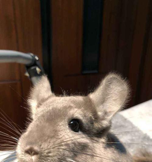 龙猫换毛期怎么吃饭（以宠物为主）