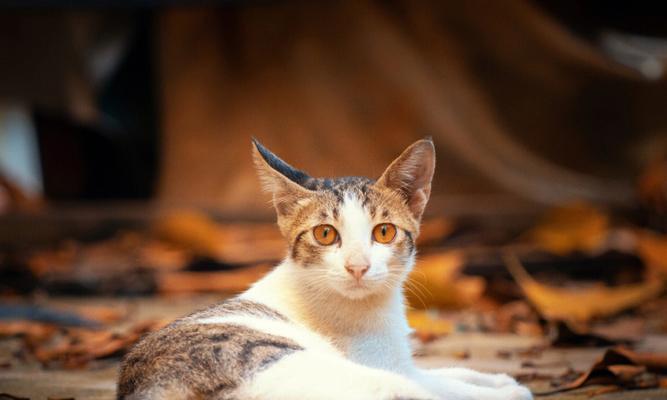 喂路边小猫的故事（以宠物为主）