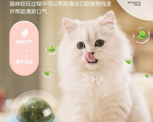 小猫咪的健康（了解宠物的需求）