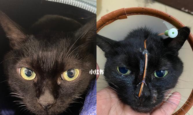 以猫鼻饲管的费用及适用情况（为您解析猫鼻饲管的优缺点与使用方法）