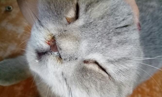 猫鼻支病对猫咪健康的影响（了解病情）