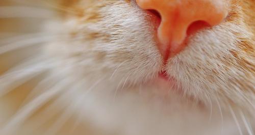 探究猫咪鼻子的神奇功能（揭秘猫鼻子的10大奥秘）