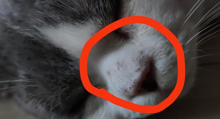 猫鼻子上的黑点是什么（探索猫咪的鼻子神秘之处）