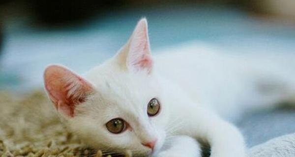 你的宠物猫的体温是多少（了解宠物猫的正常体温范围以及如何测量）