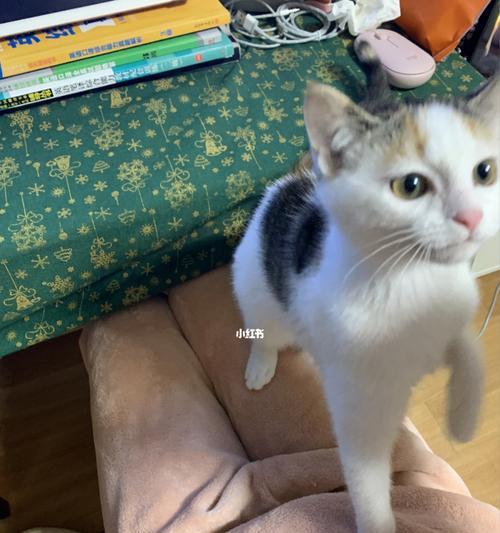 当你的宠物猫头歪了，该如何处理（猫头歪的原因）