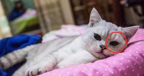揭秘宠物猫的眼屎问题（猫咪眼屎成因与防治措施）