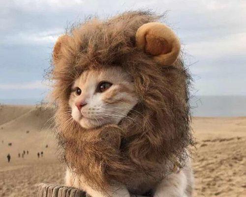 猫咪的繁殖周期（了解你的宠物需要）