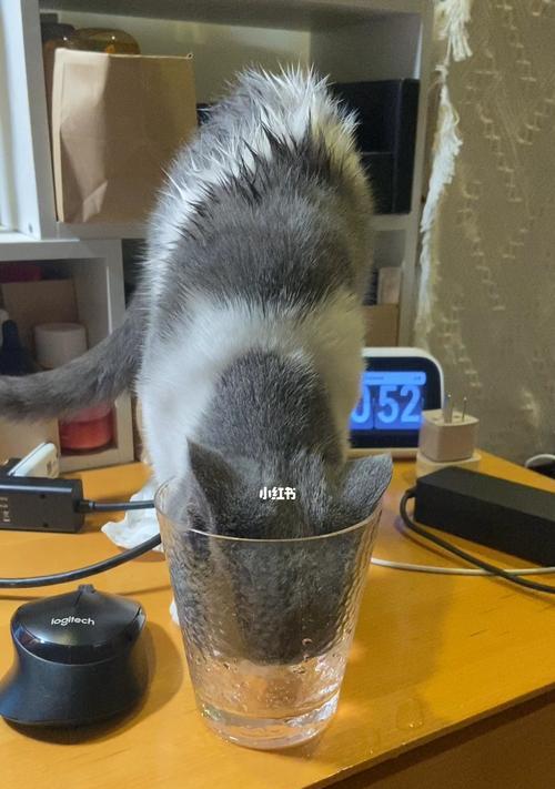 猫的饮水量（如何判断猫喝水是否正常）