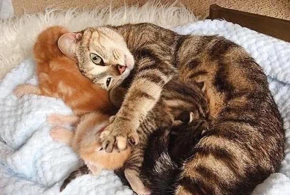 猫妈妈叼走小猫咪，背后隐含的宠物教育