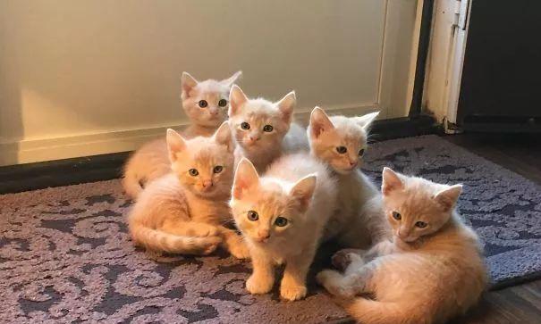 猫妈妈的独宠——小猫咪的成长历程（宠物猫妈妈对小猫的呵护与教育）