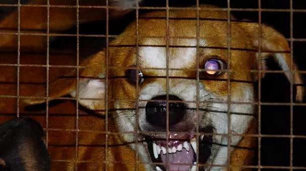 家有宠物，如何预防狂犬病（以猫猫得狂犬病为例）